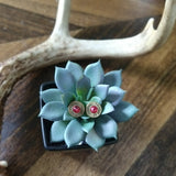 .38 Special Earrings